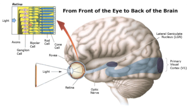 Berwick Family Eyecare Amblyopia (Lazy eye)